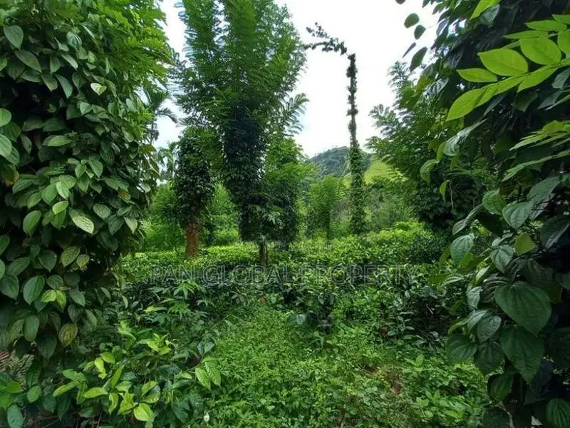 Tea Estate for Sale in Wattegama, Kandy