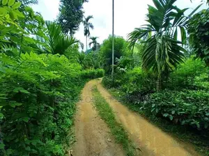 Tea Estate for Sale in Wattegama, Kandy