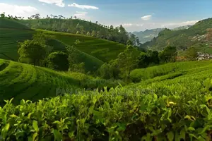 Bungalow for Sale in Nuwara Eliya