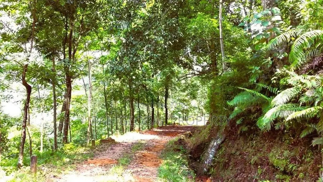 Estate for Sale in Bulathkohupitiya