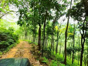 Estate for Sale in Bulathkohupitiya