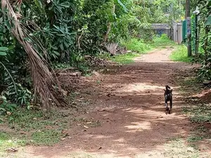 Land for Sale Govikam Pedesa Road Raththanapitiya