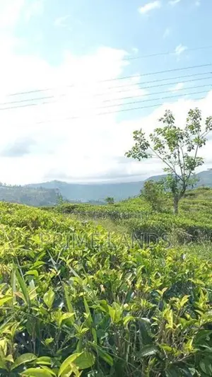 Land for Sale Nuwara Eliya Road