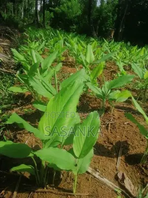 Kurunegala 6 Acres available For Rent