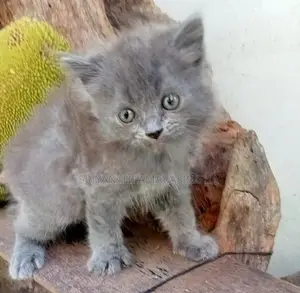 PERSIAN CATS