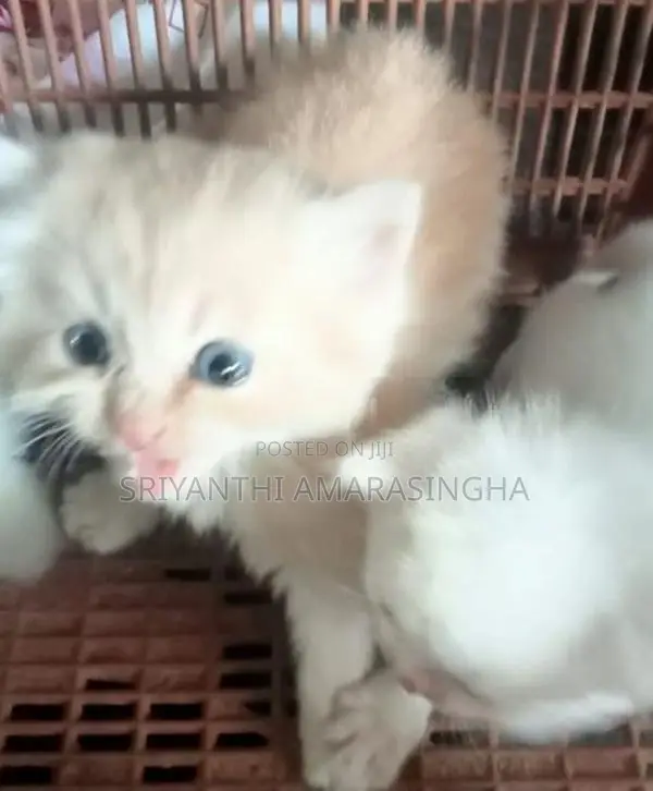 PERSIAN CATS