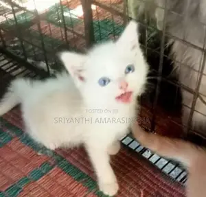 PERSIAN CATS
