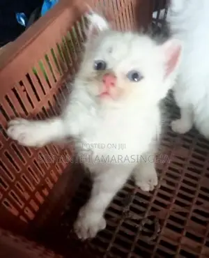 PERSIAN CATS
