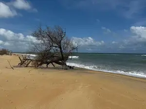 Kalpitiya Dutch Bay 175 Perches Beach Land for Sale
