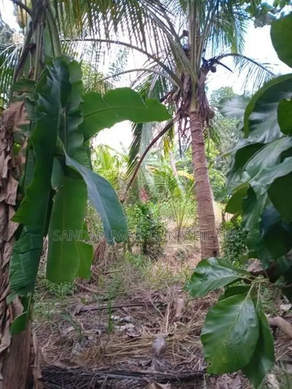 Land for Sale - Galewela