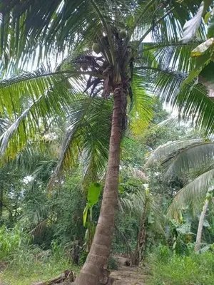 Land for Sale - Galewela