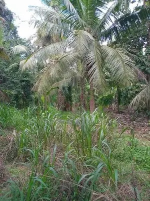 Land for Sale - Galewela