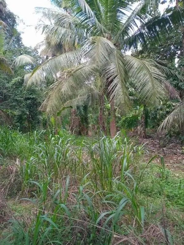 Land for Sale - Galewela