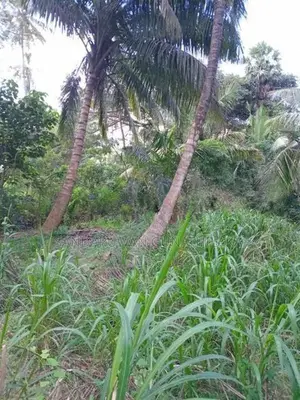 Land for Sale - Galewela
