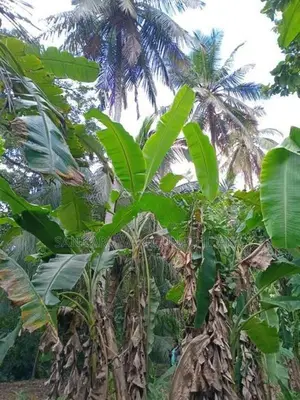 Land for Sale - Galewela