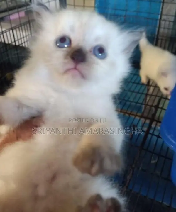 persian cats