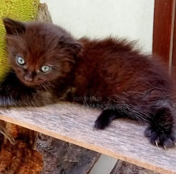 persian cats