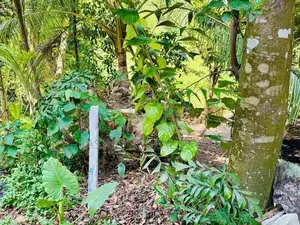 සියඹලාපේ හංදියට ආසන්නව ප්‍රධාන මාර්ගයෙන් දෙවනි ඉඩම