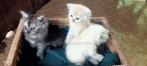 pure breed persian cats