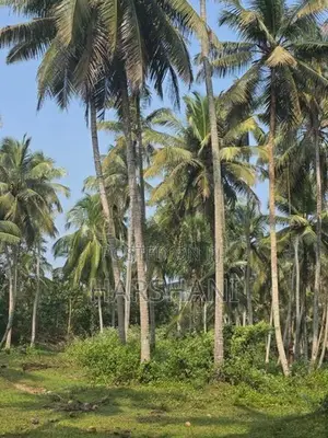 29 Acres Well Grown Coconut Estate for Sale at Katupotha, Wariyapola