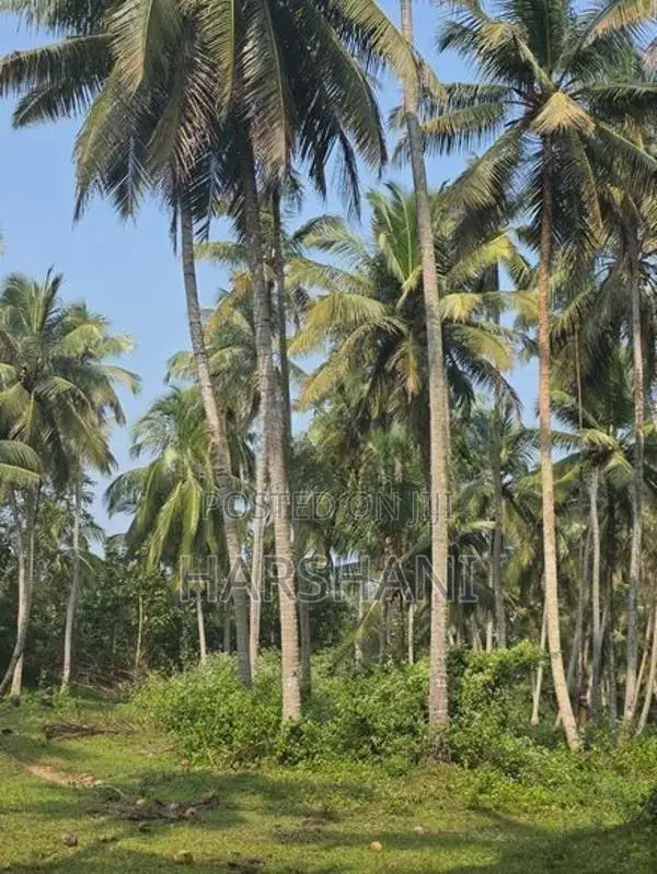 29 Acres Well Grown Coconut Estate for Sale at Katupotha, Wariyapola