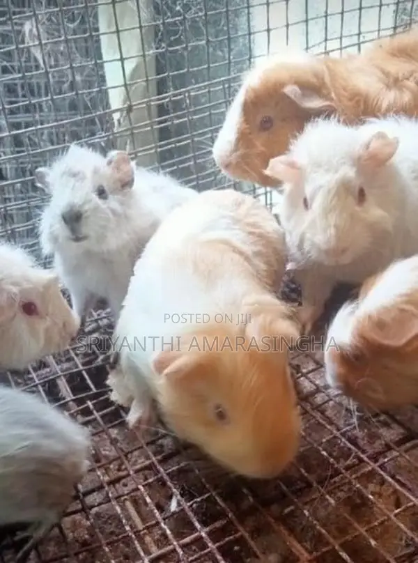 guinea pigs