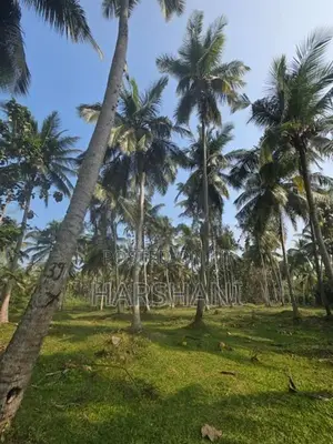 29 Acres Well Grown Coconut Estate for Sale at Katupotha, Wariyapola
