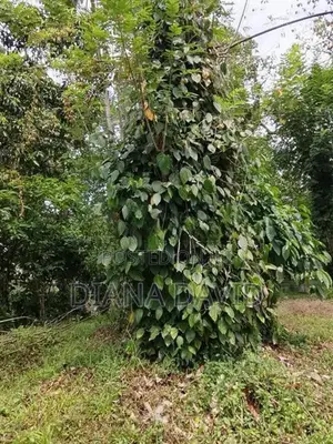 Cinnamon Land for Sale Madawala, Matale