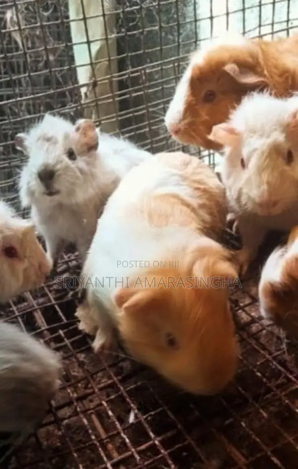 guinea pigs