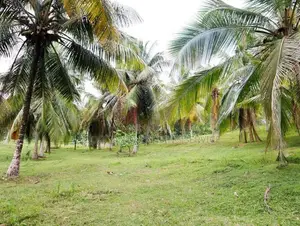 Land for Sale in Panadura