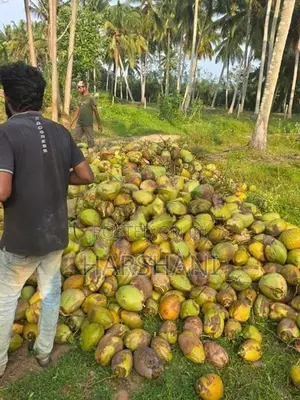 29 Acres Well Grown Coconut Estate for Sale at Katupotha, Wariyapola
