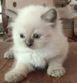 Persian Cats