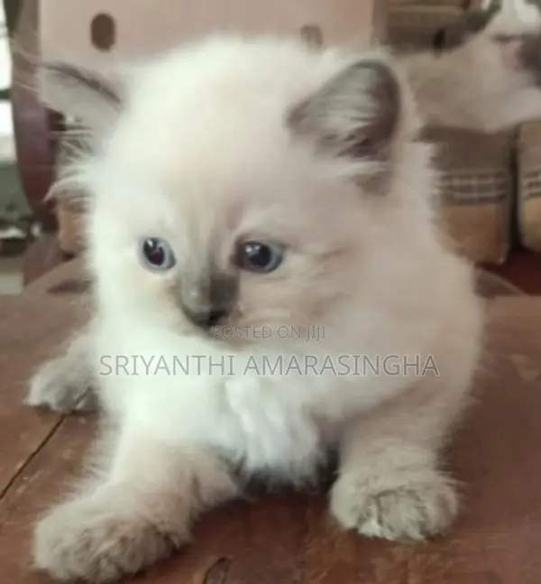 Persian Cats
