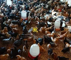 Country Chicks
