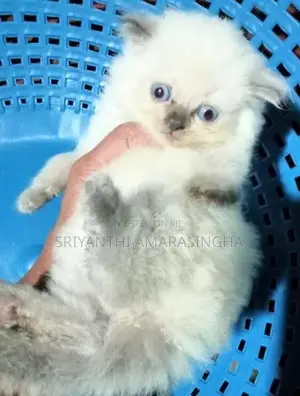 Persian Cats