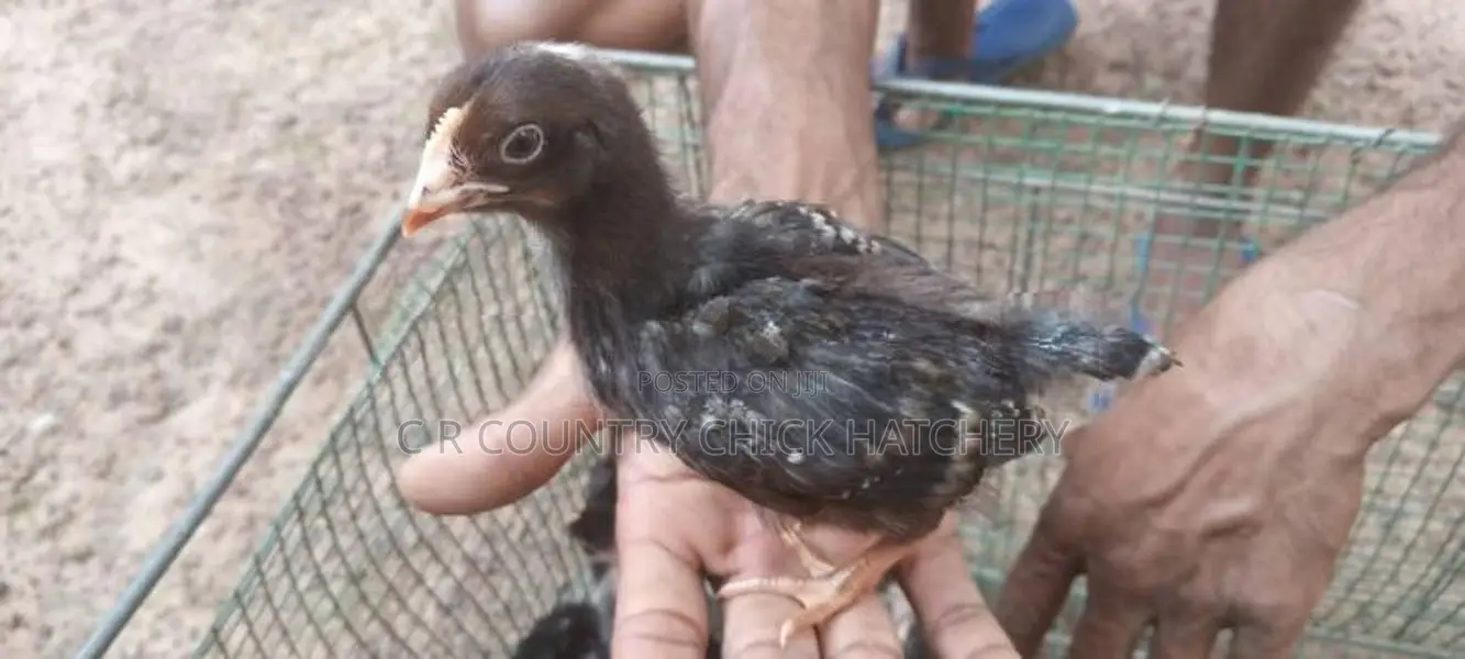 ගම් කිකිලි පැටවු