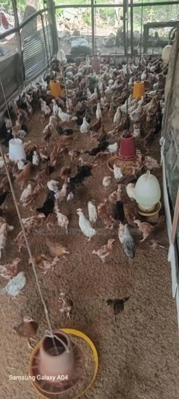 ගම් කිකිලි පැටවු