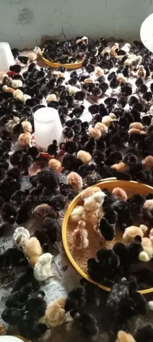 ஊர் கோழி குஞ்சு