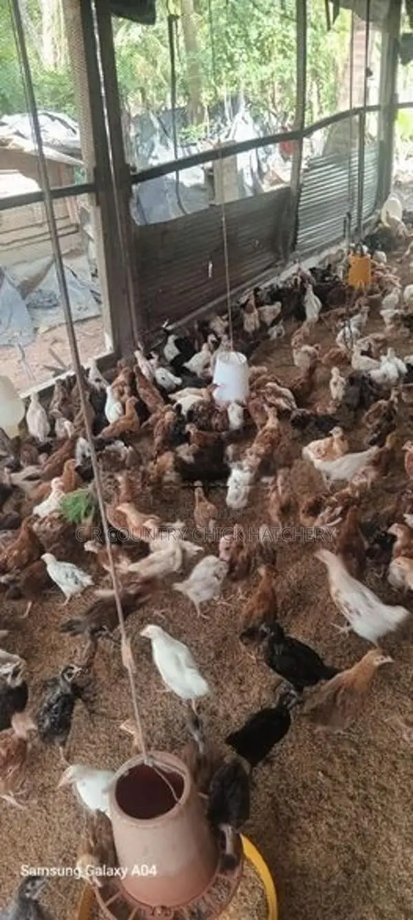 ගම් කිකිලි පැටවු