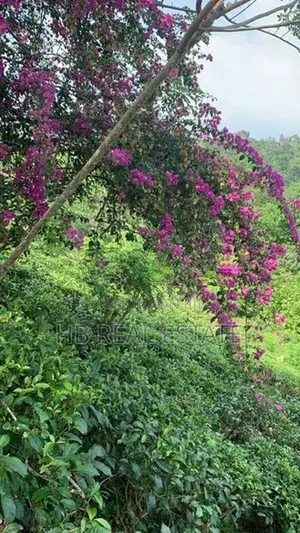 Beautiful Tea Cinnamon Land For Sale Baddegama