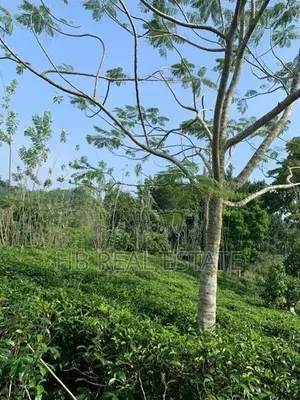 Beautiful Tea Cinnamon Land For Sale Baddegama