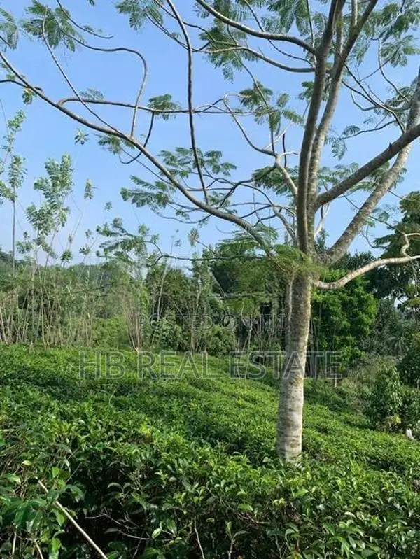 Beautiful Tea Cinnamon Land For Sale Baddegama
