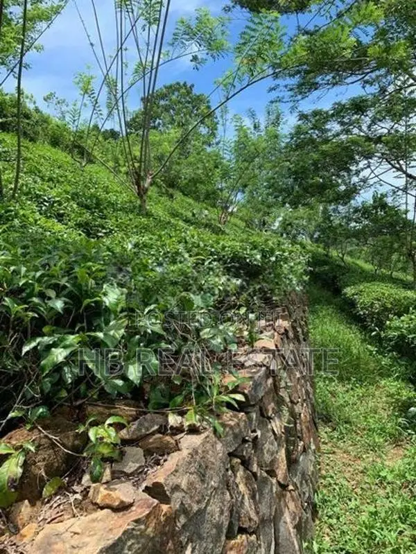 Beautiful Tea Cinnamon Land For Sale Baddegama