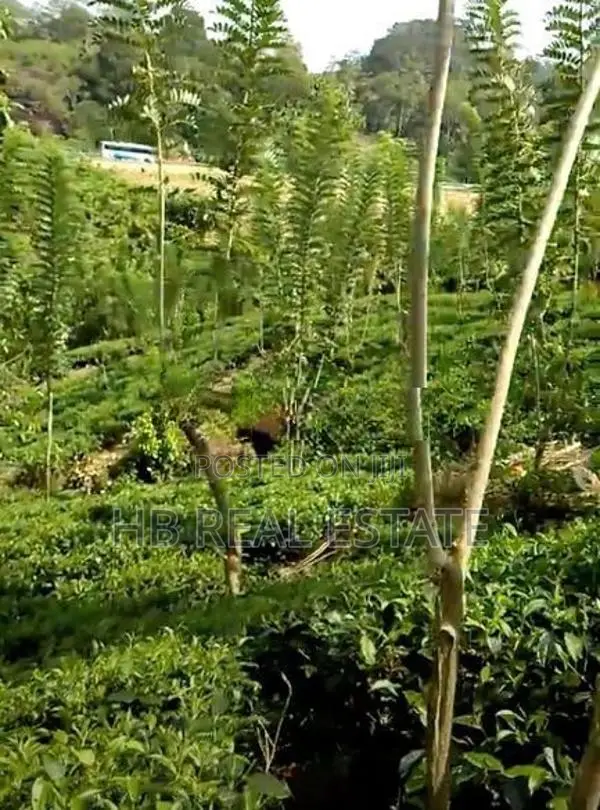 Beautiful Tea Cinnamon Land For Sale Baddegama