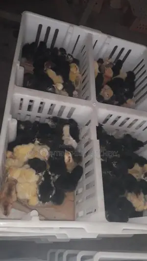 கோழி குஞ்சு