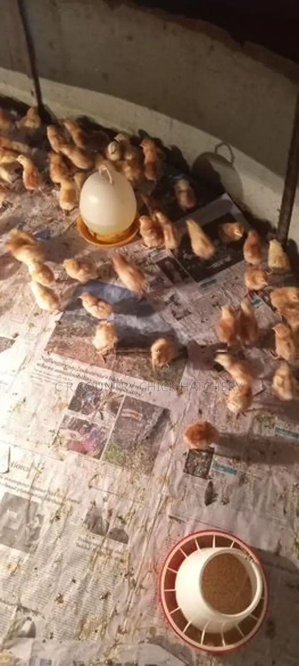 பார்ம் கோழி குஞ்சு