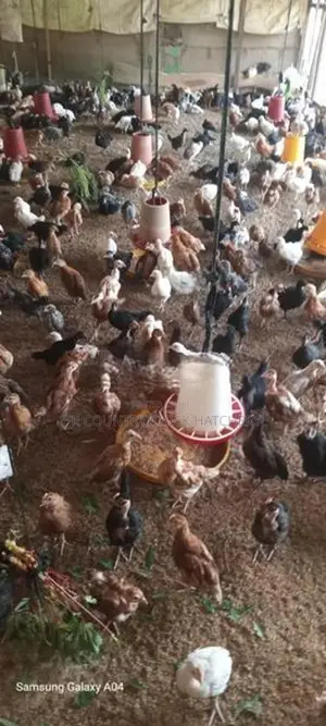 One Week Old Country Chick