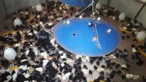 கோழி குஞ்சு