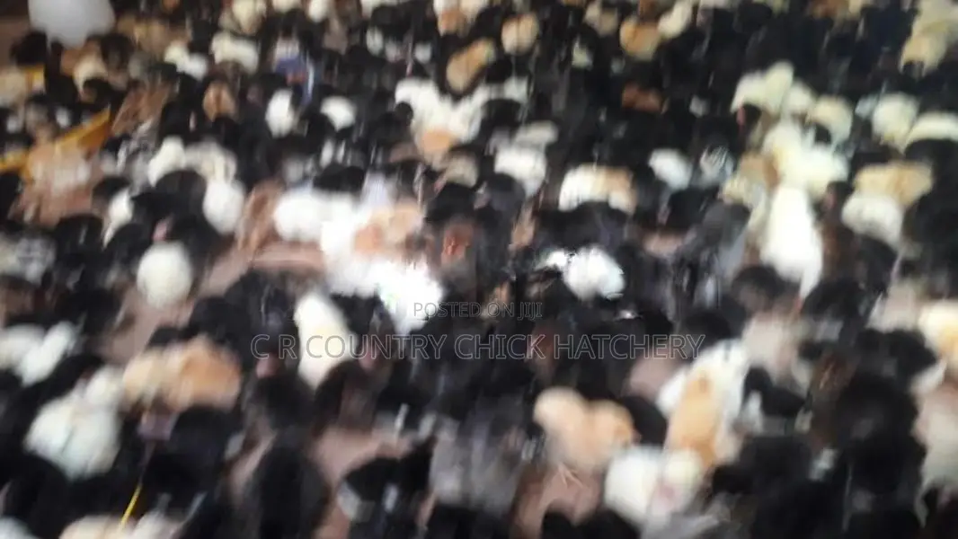 கோழி குஞ்சு