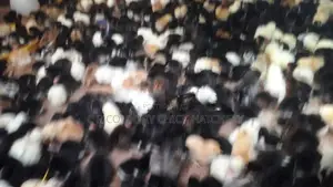 கோழி குஞ்சு